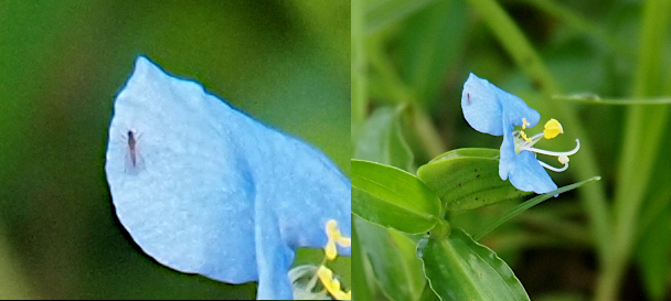 [Two photos spliced together. The photo on the right is the entire flower with its blue petals and white stamen with yellow tips. The left photo is a close view of the black insect. It is near the outer left edge of one blue petal. The insect has at least four legs and appears to have clear triangular-shaped wings on its back.]
